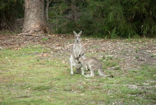 кенгуру с дитенышем