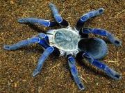 cobalt spider 